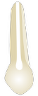 Tooth 13