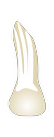 Tooth 18