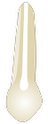 Tooth 23