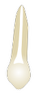 Tooth 25