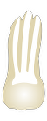 Tooth 26