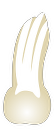 Tooth 27