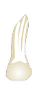 Tooth 28