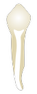 Tooth 34