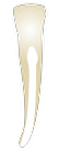Tooth 42