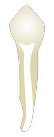 Tooth 44
