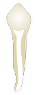 Tooth 45
